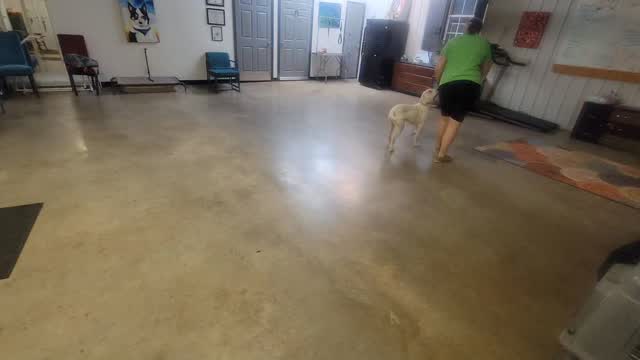 Milo is making excellent progress!