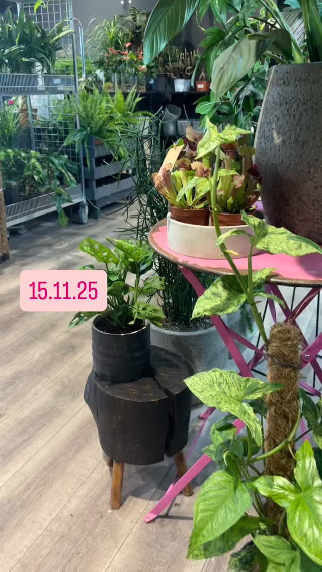 How to start a Saturday
#hugoandgreen #houseplantsmakepeoplehappy #plantsplantsplants #houseplantsandhappiness #plantshopuk #hugoandgreenhouseplants #houseplantsuk #hanningtonsbrighton #plantparenthood #houseplant