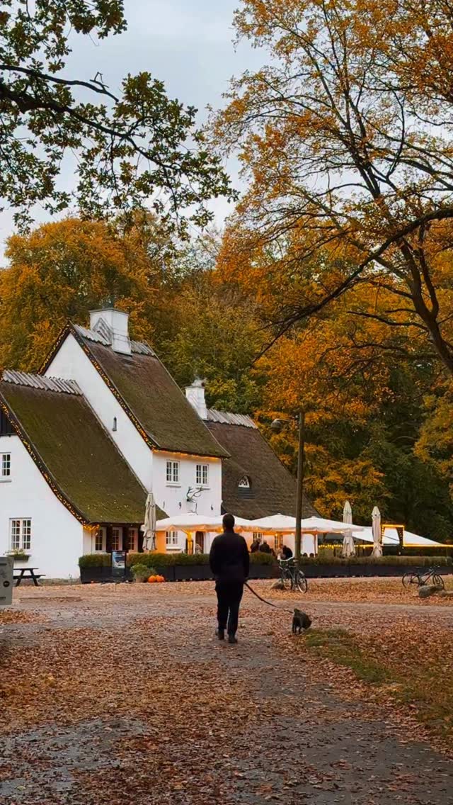 Late autumn in the Danish woods 🦌 #copenhagen #denmark #scandinavia