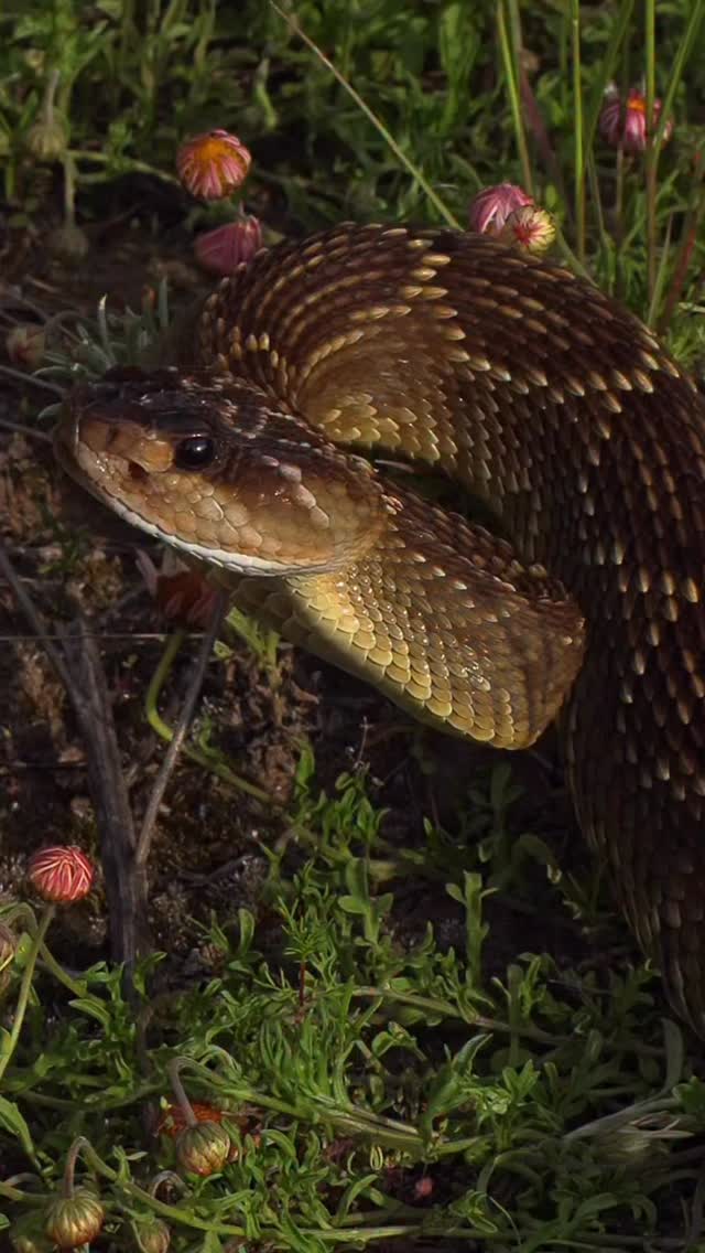La naturaleza a veces es tan incomprendida … #fundacionvivarium #preservandovidas #snake #serpientes