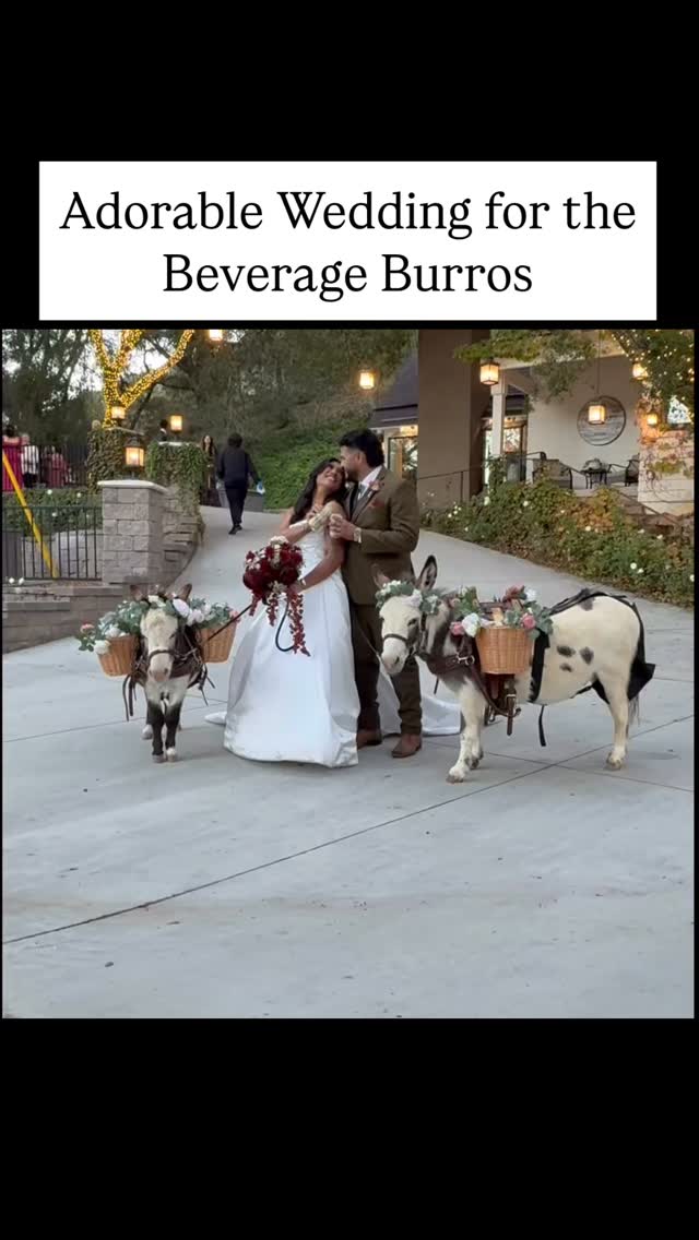 R O M A N T I C❤️ Love was in the air at this gorgeous wedding at The Oaks at Duncan Lane.
.
.
#Cutenessoverload
#Miniaturedonkey
#Minidonkey
#DonkeysofInstagram
#Donkey lover
#Donkeys
#Adorable
#adorableanimals #sugarsweetfarm #donkey #donkeyoftheday #donklife
#socalbeerburros #beerburrows #californiabeerburros #sandiegobeerburrows #beverageburrows #drinkdonkeys#partydonkeys #weddingburros
