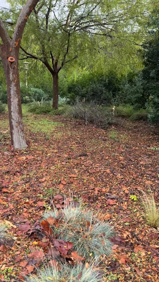 This is the future site of @scvwd demonstration garden. We were happy to participate in the design charrette with other landscape professionals, and provide feedback and ideas to help this garden thrive. We look forward to seeing it installed and seeing these invasive species removed!
.
.
.
#landscapedesigner #demonstrationgarden #lowwatergarden #savewater