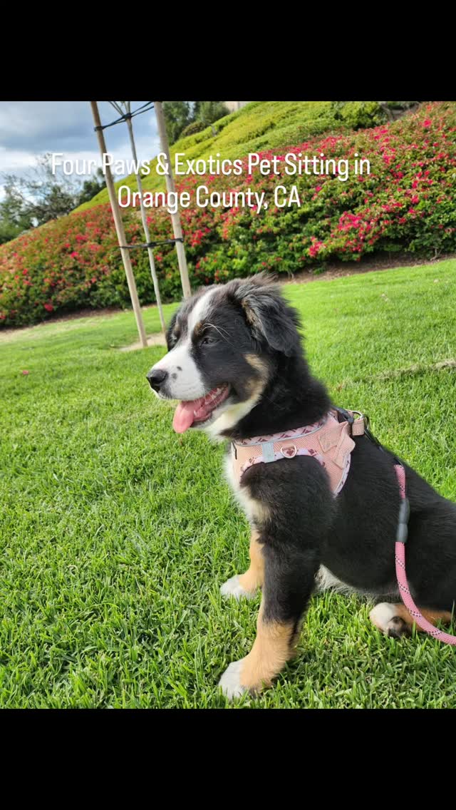 Meet Willow again! For 6 months, I have had the privilege to pet sit Willow and watch her grow from a 4-month-old puppy to 10 months old. She is playful, curious, and loves going on leisurely walks! Having the opportunity to watch Willow grow makes me reminisce about my past dogs going from puppies to elderly dogs and how important it is to cherish these moments because they don't last forever ♥️.
#petsitting #dogwalking #orangecountypetsitter #ocdogwalker