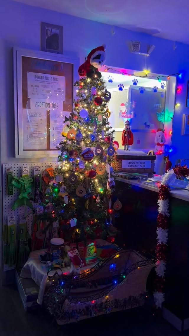 Stop by the Kodiak Animal Shelter before Christmas to grab a shelter need ornament. Once your purchase your gift bring it to the shelter and place it under our tree! Or use our Amazon wishlist and choose something from there! Happy Holidays! 🎄 🐾 🐱 ❄️ 🎅 🎁 🐶 ☃️
Find our Amazon wishlist on our instagram profile!
#howlidays #christmascheer #shelterpets