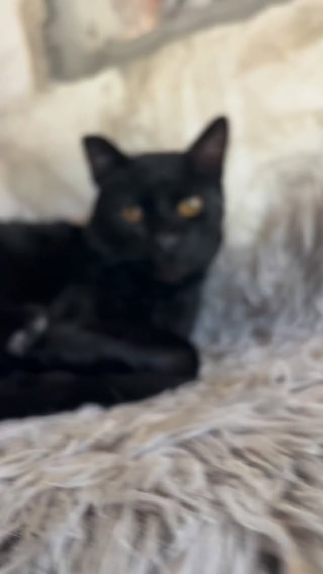 Wist u dat?
Wij ook een heuse โ krapserviceโ aanbieden voor iedereen die een pootje mist en daardoor nรฉt niet bij die onbereikbare plekjes kan?
Geen stress โ wij krabben waar jij niet kunt! ๐