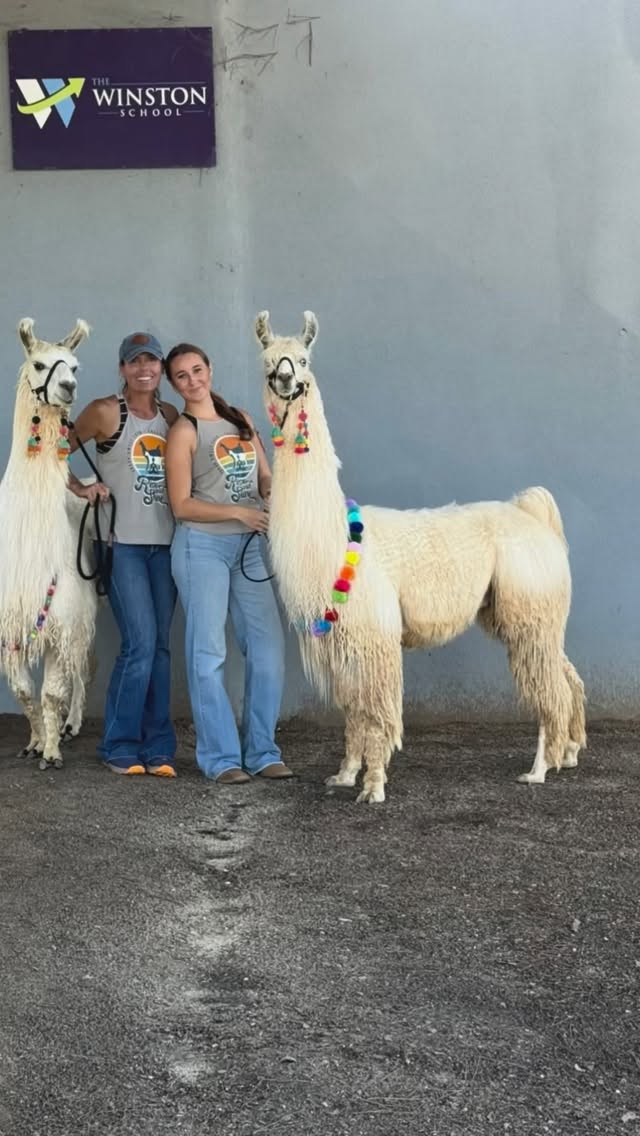 H A P P I N E S S spreading with our therapy llamas and the magical students at The Winston School, Del Mar.
.
.
#Animalassistedtherapy #Animalsheal
#Healtheworld #brighteneachday
#nollamadrama #llamalife #llama #llamaparty #llamallama #llamamamma #llamalove #llamalover #llamaobsessed #therapyllama