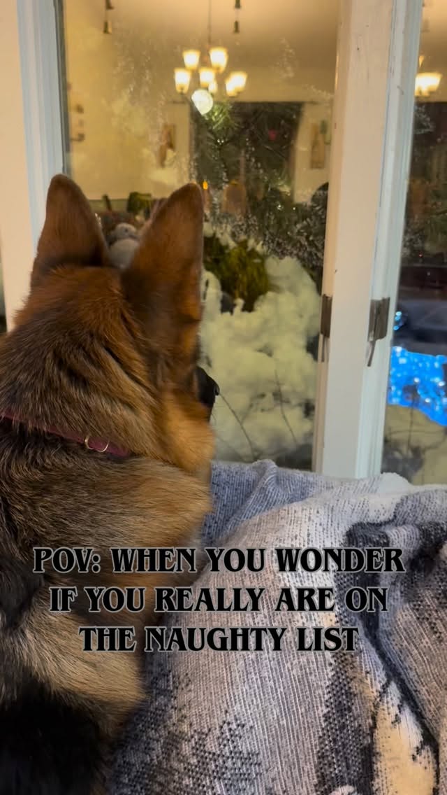 #dogsofinstagram #gsd #germanshepherd #gsdofinstagram #gsdlife #naughtylist #nicelist #santa #santaslist #dogs #dogsofinstagram