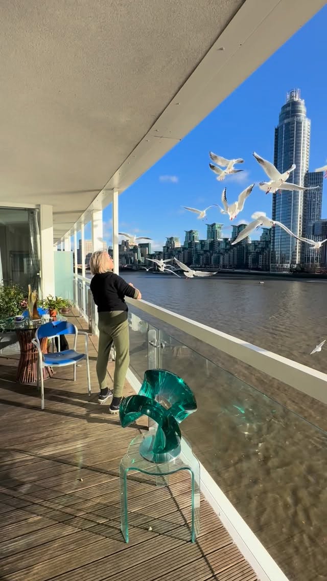 The Dance Feed of the Seagulls - with our cat Cosmo rushing to help! A sunny winter day @danieleryman #london #thames #dance #seagulls #cat @artberanek