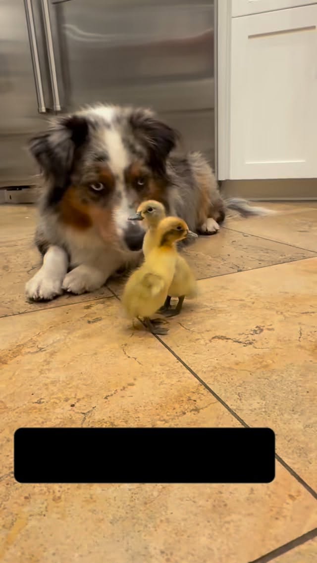 L O V E one another. Even if we’re different, we still all love the same. Cali‘s gentleness, patience and love for these sweet, innocent ducklings went against her herding nature. They follow her everywhere. It was worrying her a little bit at first but she finally laid down and accepted all the love.
#interspeciesfriendship #interspecieslove #ducklings #ducksofinstagram #farmanimals #animalsheal #familyfarm #encinitaslife