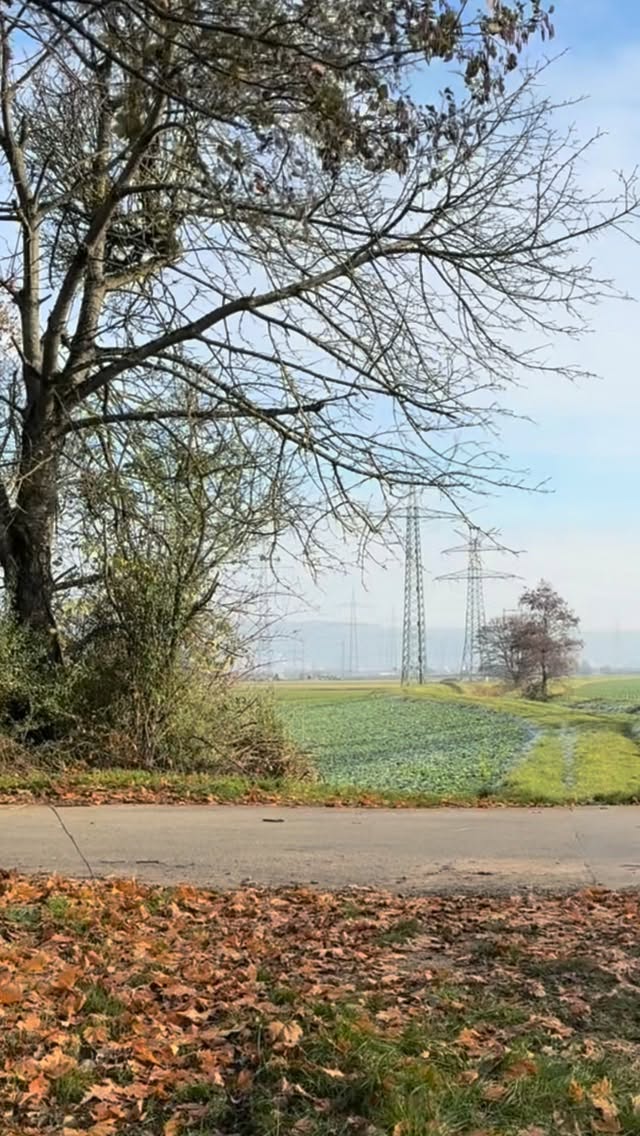 Genießt die Vorweihnachtszeit mit dem Kurpfalzbauer! #kurpfalzbauer #mehlmanufaktur #regionalgenießen #urgetreide #backenmitliebe #landwirtschaft