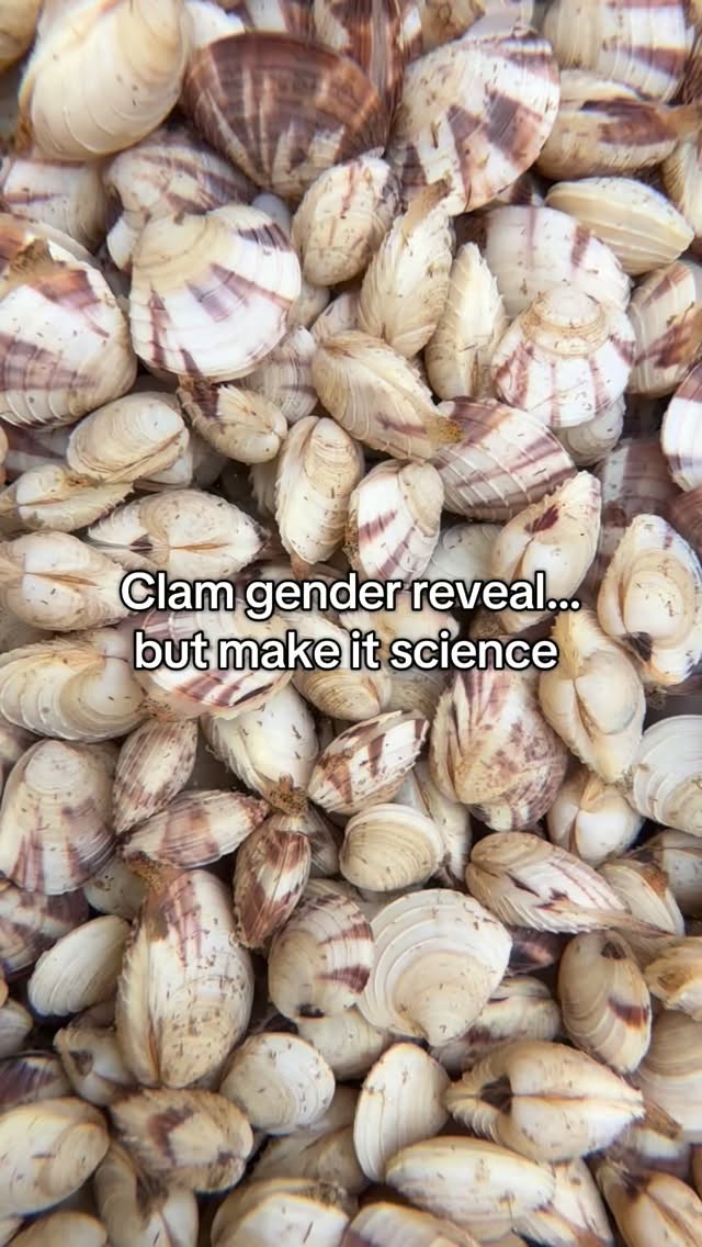Tell me if YOU could spot the difference 🧐👇
#Nature #capecod #aquaculture #clams #shellfish