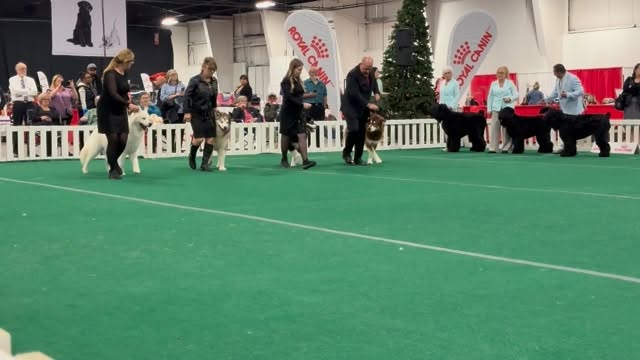 We did not enter the Royal Canin Breederโs Classic this year. We helped show our dear friend we breed with to represent the colours of our beautiful breed. โจ
A great representation of colours of the Alaskan Malamute. Here we have 4 mature adult males, White, the only SOLID colour accepted, Grey & White, Black & White, Red & White ๐พ๐ค๐ฉถ๐ค๐ค๐พ
The Black & White, Red & White boys are co-bred by Integrity Kennels, RIP & Gibson.
โโ
๐ง teracorrigan@gmail.com
๐ (613) 492-0110
๐ www.integritykennels.ca
โโ
#integritykennels #integritymalamutes #integritybouviers #alaskanmalamute #alaskanmalamutes #malamute #alaskanmalamutepuppy #malamutepuppies #bouvierdesflandres #bouvier #bouviers #bouvierdesflandrespuppy #bouvierpuppies
#americankennelclub #canadiankennelclub #registeredpuppies #ethicalbreeder #conformationdogshows