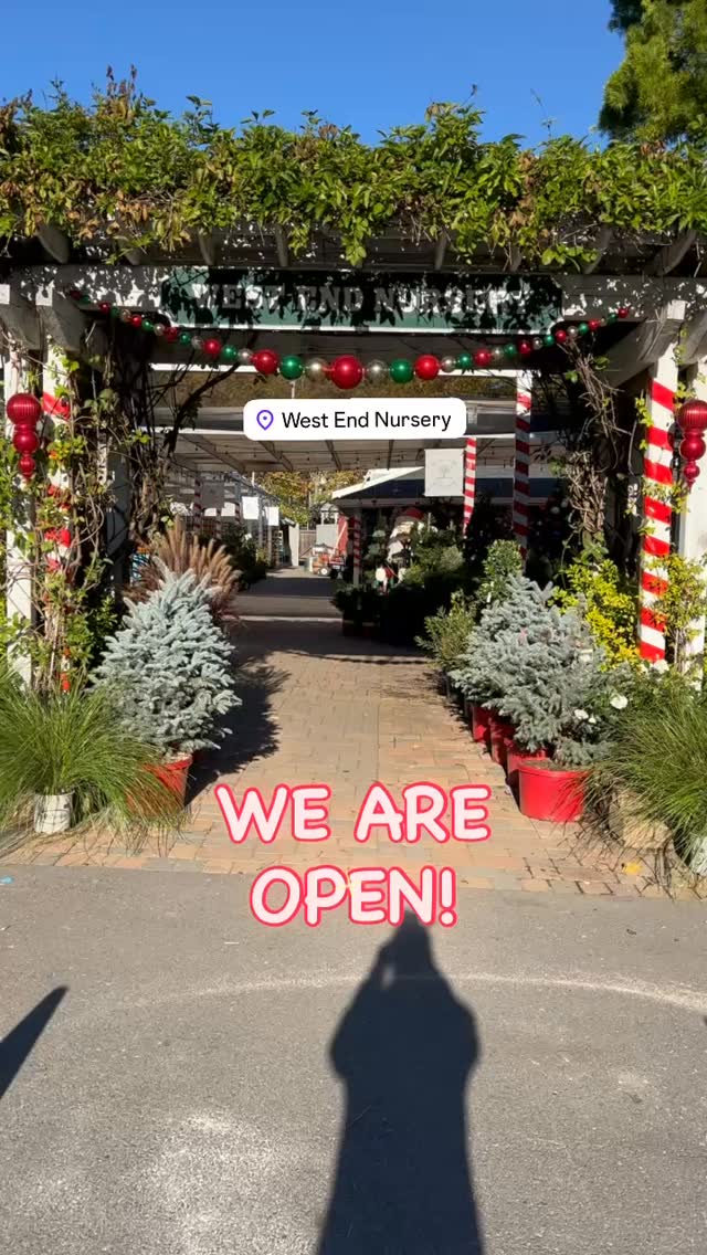 Looking for something to do in or near Marin? Come on by for a visit. We’d love to see you and wish you a Happy Holidays season. #holidaymarkets #christmasmarket #thingstodoinmarin