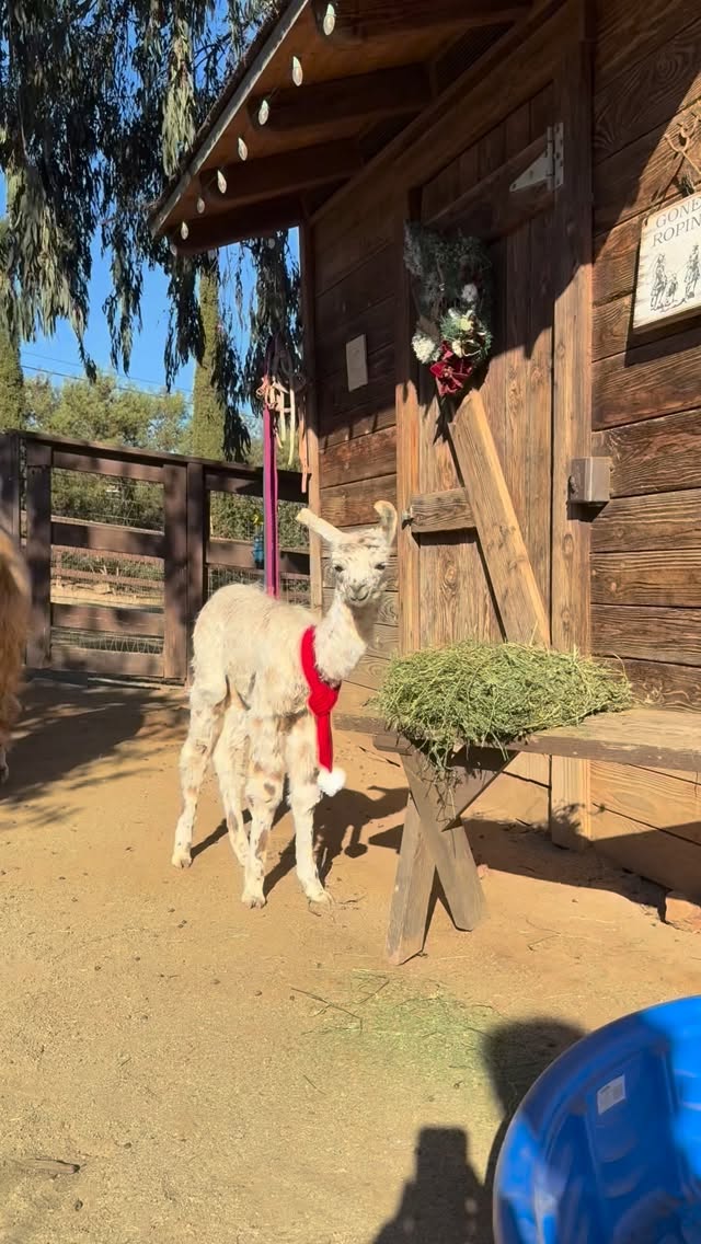 Our littlest gift of the season 🤍
Casanova, just two weeks old, bundled up for his very first Christmas with mama Fancy by his side 🎄🦙
Farm life doesn’t get sweeter than this.
.
#llama #llamasofinstagram #babyllama #Mamallama