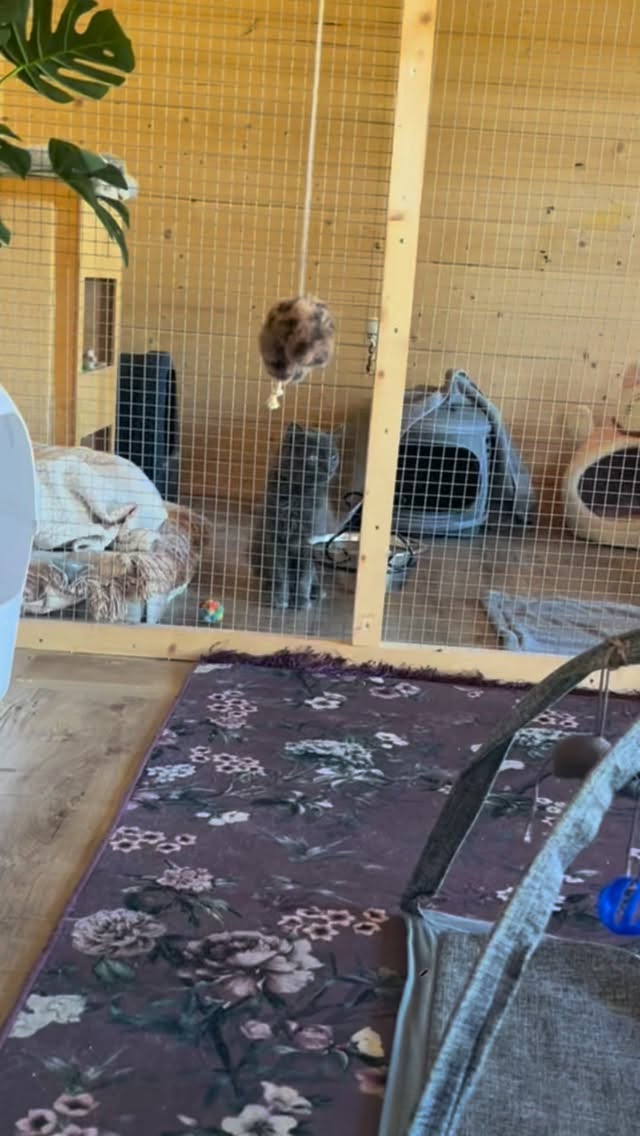 ๐พ Poetin ๐พ
Morgen is Poetin precies zeven dagen in de ziekenboeg, en wรกt heeft hij een weg afgelegd. Het is zo duidelijk geworden dat hij jammer genoeg geen huiskat is. Hij is het meer dan zat om โopgeslotenโ te zitten en oogt zelfs depri momenteel. De eerste dagen liet hij alles gelaten over zich heen komen; hij was zรณ ziek en zรณ uitgeput dat hij niet eens de kracht had om te protesteren. Maar nu hij zich beter voelt, zie ik het vuur in zijn ogen terugkomen. Hij zoekt, speurt, kijkt: waar kan ik eruit? Hij wil naar buiten, terug naar het leven dat hij ooit leefde.
Poetin is niet tam. Hij accepteert mijn aanwezigheid in zijn ren met schoonmaken omdat hij weet dat er eten komt. Maar zodra ik hem wil benaderen of aanraken, verandert dat direct in hard geblaas en gesis en is klaar om โ aan te vallenโ . Hij ziet eruit als een zachte knuffelkat, maar in zijn hart blijft hij half wild โ en dat mag ๐๐ป
Morgen, na zijn laatste dosis medicatie, zit zijn kuur van zeven dagen antibiotica en ontstekingsremmers erop. Dan โontslaatโ ik hem uit de ziekenboeg en gaat het kattenluik van zijn privรฉ-ren open. Daarna is het aan hem. Hij mag gaan en staan waar hij wil.
En ik hoopโฆ echt hoopโฆ dat hij in de buurt blijft. Dat hij misschien nog eens vrijwillig terugkomt voor een warm bedje en een maaltje. Maar die keuze is aan Poetin zelf.
Het was een eer โ รฉcht een eer โ om dit bijzondere mannetje te mogen helpen. ๐๐ป