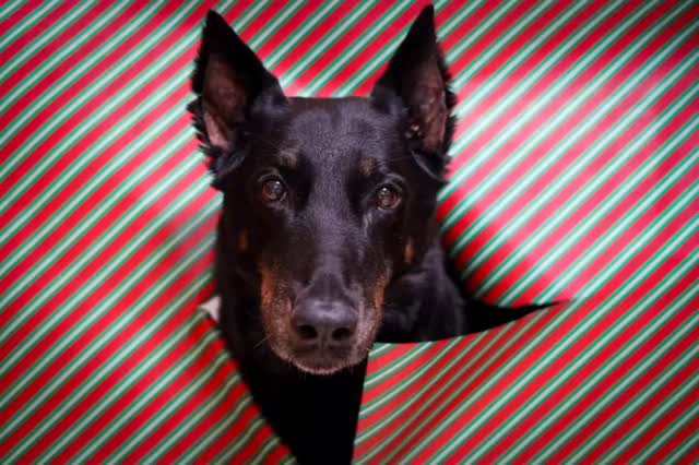 Happy Holidays from Jamais and the rest of the crew! 🎄
#beauceron #happyholidays #merrychristmas #dogsofchristmas #beauceronsofinstagram