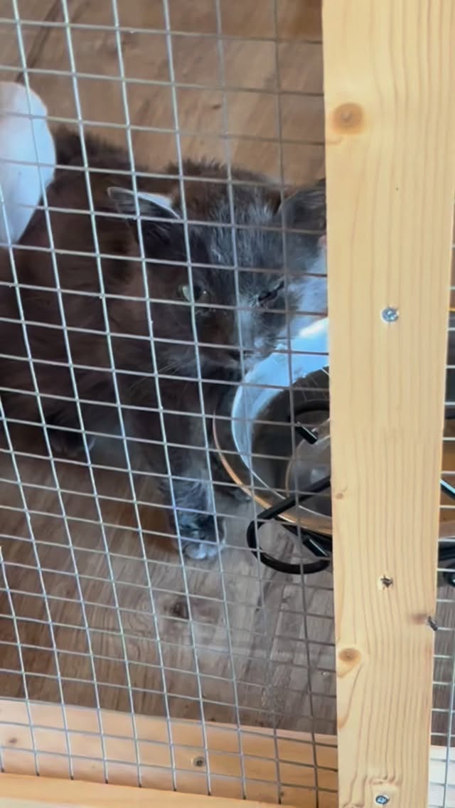 𝗞𝗹𝗲𝗶𝗻𝗲 𝗕𝗹𝗮𝘂𝘄𝗲 𝗥𝘂𝘀 𝗸𝗿𝗲𝗲𝗴 𝘃𝗮𝗻𝗱𝗮𝗮𝗴 𝗲𝗲𝗻 𝘂𝗽𝗴𝗿𝗮𝗱𝗲 𝘃𝗮𝗻 𝘇𝗶𝗷𝗻 𝘃𝗲𝗿𝗯𝗹𝗶𝗷𝗳.
Uit het kleine ziekenkooitje en eindelijk in zijn eigen warme, zachte ren. 🩵
Zijn ontstoken oogjes kunnen bijna niet geloven dat al die bedjes, warmte en lekkere hapjes écht voor hem zijn.
Hij is nog erg ziek en voelt zich duidelijk niet goed… maar wat geniet hij van de rust en veiligheid.
𝗝𝗲 𝗯𝗲𝗻𝘁 𝗻𝗶𝗲𝘁 𝗮𝗹𝗹𝗲𝗲𝗻, 𝗸𝗹𝗲𝗶𝗻𝘁𝗷𝗲. 𝗪