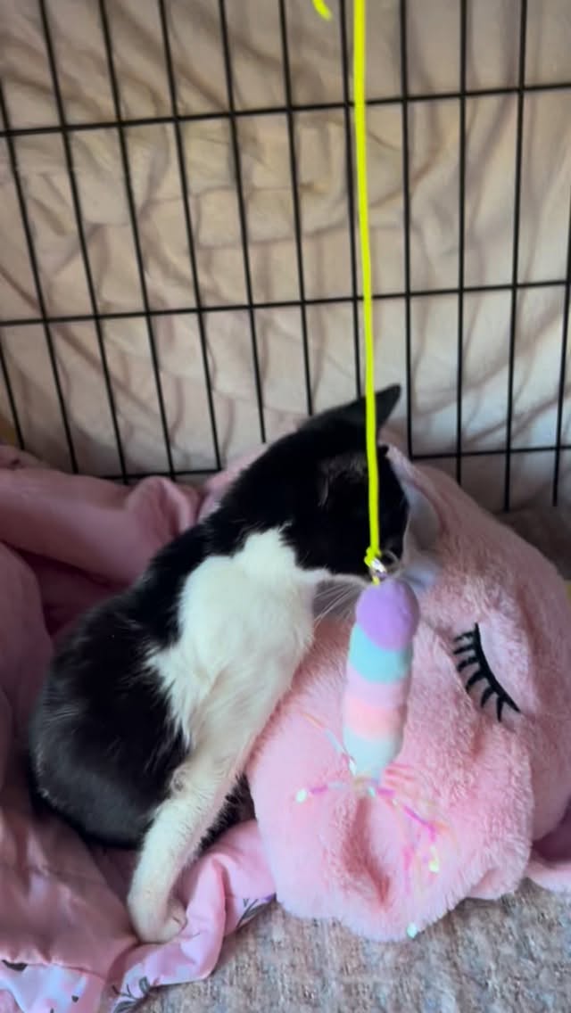 En weer een nieuw patiรซntjeโฆ Dit arme kleine kitten heeft een gebroken bekken, en de dame die hem vond vroeg om hulp. Natuurlijk kunnen we dat niet weigeren.
Hij heeft eerst zes weken benchrust nodig, zodat het bekken niet belast wordt en we hopen dat het goed genoeg kan herstellen. Als dat niet lukt, blijft er helaas geen andere optie dan het achterpootje โ dat nu niet functioneert โ te amputeren.
Hij is nu bij ons in het kattenhuis en krijgt alles wat hij nodig heeft. Inmiddels is hij ontwormd, ontvlooid en krijgt hij natuurlijk pijnstilling. Vanmiddag is hij gelukkig negatief getest op FeLV en FIV.
Zijn โziekenbedjeโ, de warmte en de rust lijken hem goed te bevallen ๐ป
Welkom, kleintje!๐
#rescuekittensofinstagram
#rescuekittens
#dontshopadopt