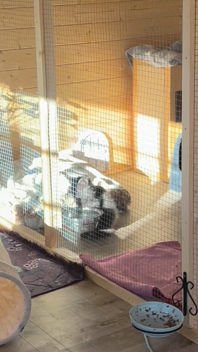 Daag, lief vriendje😻
Hopelijk zie ik je snel terug. Toen je hulp nodig had, wist je me te vinden, en ik hoop dat je nu ook weet dat je hier altijd welkom bent♥️
Er staat altijd een bedje en een maaltijd voor je klaar.
Maar ik begrijp dat je je vrijheid wil, en die zal ik je nooit afnemen…
Daag, manneke. Tot gauw 😘