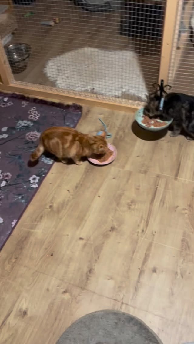 De behandelingen slaan goed aan — het is nu al een totaal andere kat! 🐾
Maar hij blijft een echte “wilde jongen”, absoluut geen huiskat. Als alles goed blijft gaan, mag hij eind deze week weer vrij. De kattenluikjes blijven open: hij mag blijven, komen en gaan zoals hij zelf wil. 🥰
Hij vond zélf de weg naar ons, en hopelijk blijft hij bij de kolonie bij het huisje… maar de keuze is aan hem.
Voor nu is hij in elk geval gezond, gecastreerd en helemaal parasietvrij. Bijna klaar om weer zijn eigen pad te volgen. 🙏🏻✨