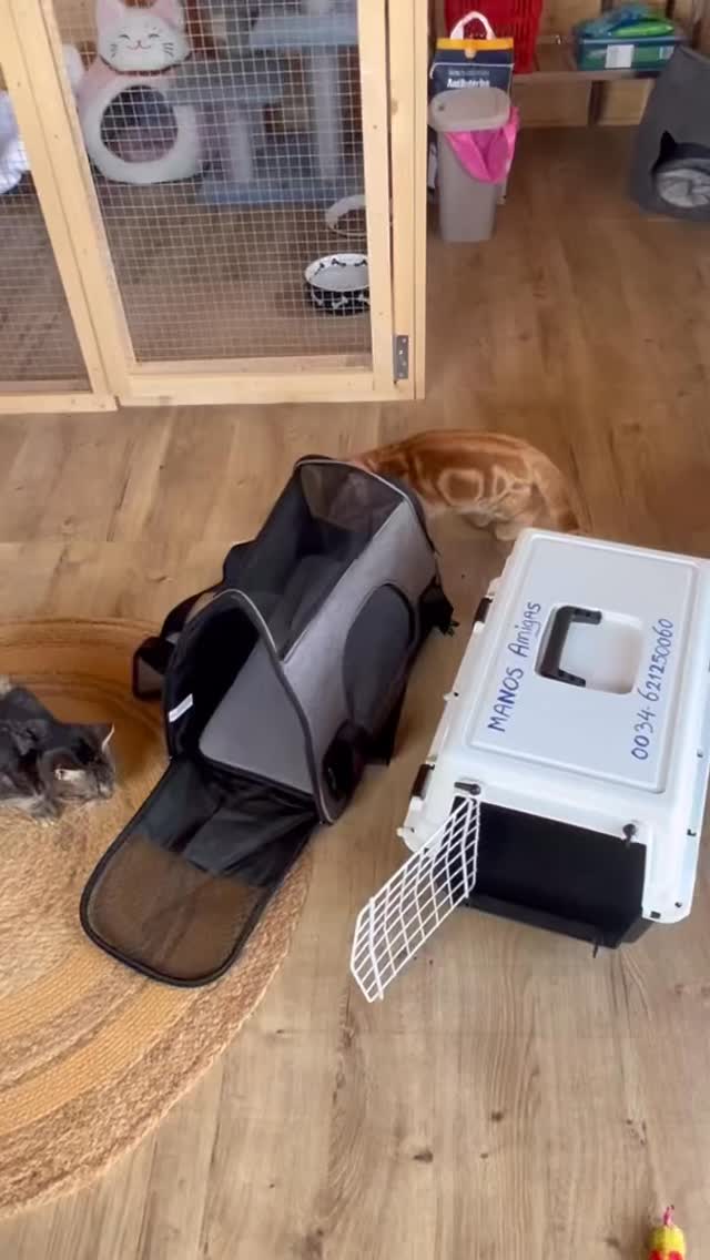 Ze moesten eens weten dat ze morgen de grote reis gaan maken 🏡