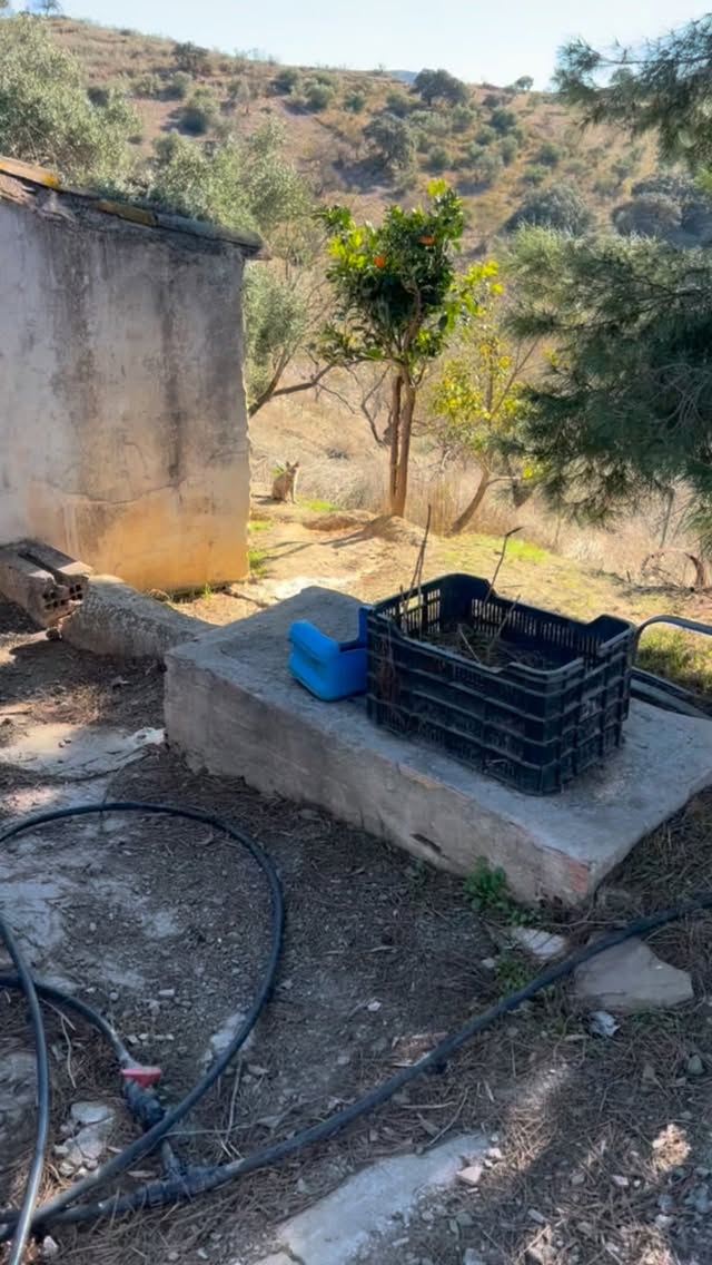In onze voederpalen past maar liefst 10 kilo droogvoer. Ideaal voor afgelegen plekken en verlaten woningen waar katten en/of honden leven. Zo hoef ik op doe plaatsen niet elke dag langs te gaan, en kunnen de dierenโafhankelijk van hun aantalโmeerdere dagen vooruit met het voer.
www.manosamigas.nl
#feedingstrays
#neutering
#strayanimals #StrayCatsMatter
#strayanimalsmatter #feedingstation