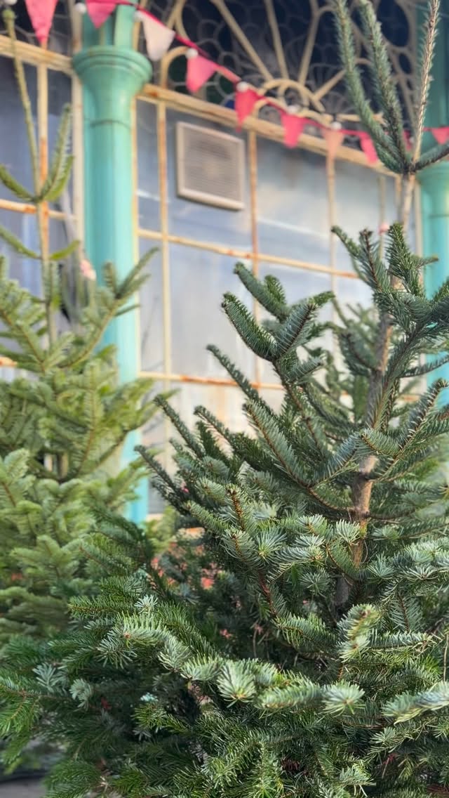 Open at Concorde 2 now! Come down and get your tree before the weekend madness begins 🎄🎄✨