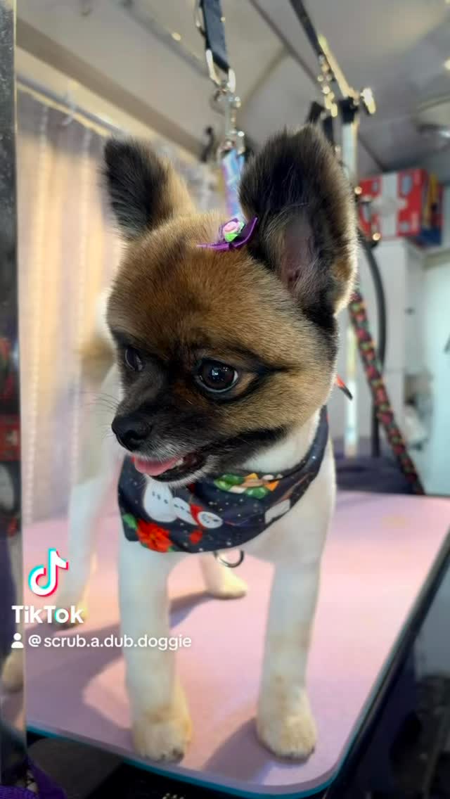 Holiday ready, bring on the Merry, Okurrr! #scrubadubdoggiemobilespa #Pomeranian #roundheadhaircut #cute #sanfernandovalleymobilegrooming