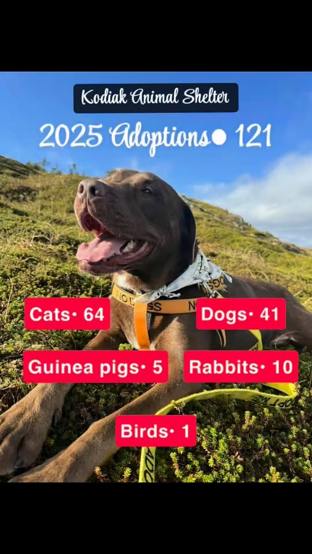 We had 121 adoptions this year! Because of you, countless tails found couches, beds, and forever love. Thank you to our amazing community for choosing adoption and opening your homes to our shelter pets. 🎉 🐾 🎆 🐇 🗓️ 🐈⬛ ⭐️ 🏡 🐶
#alaska #adopt #kodiakanimalshelter #fyp #woof