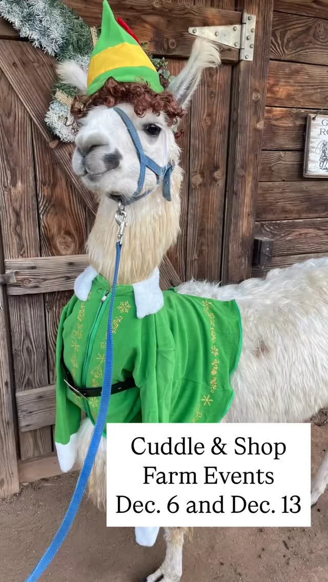 Come cozy up with our goats, mini donkeys, mini horses, and llamas this holiday season at Sugar Sweet Farm’s “Shop & Cuddle” event! 💕
Enjoy an hour of animal cuddles, then pop by our farm stand to shop handmade gifts like goat milk soaps, lotions, and candles — all locally made and sustainable.
🎟️ $32 per person — includes a $10 gift certificate for same-day shopping!
🕒 Hourly appointments available.
Tap the link in bio to reserve your time! 🌾
#SugarSweetFarm #GoatCuddles #HolidayShopping #FarmLife #ShopLocal #SupportSmallBusiness #GoatMilkSoap #FarmFun #SustainableGifts