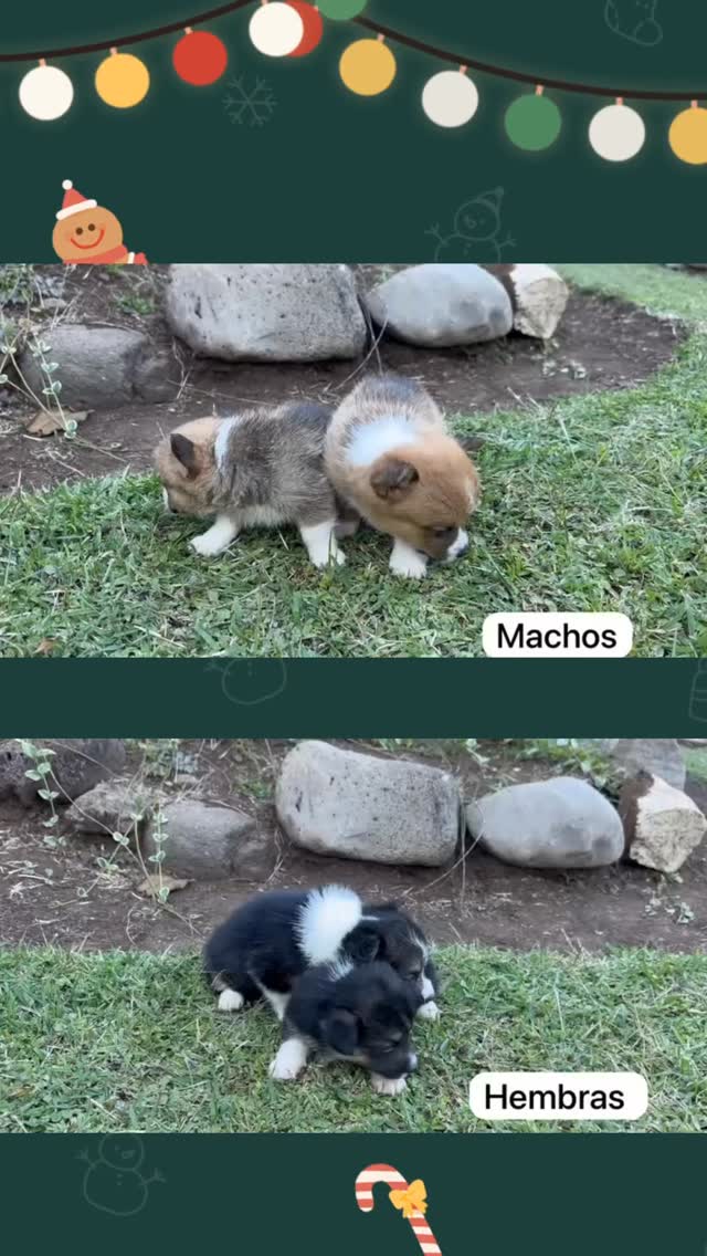 Un amigo incondicional para navidad 🎅🏻🦊
www.delmondopets.com