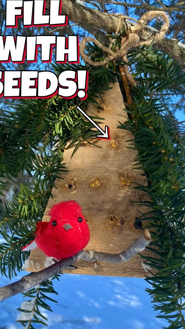 Made this adorable DIY Christmas Tree Bird Feeder using wood, peanut butter, birdseed, and binder twine! 🎄🐦
The drilled holes filled with seed are the birds’ favourite part — and it only takes a few minutes to make.
Perfect winter craft for anyone who loves wildlife or holiday DIYs.
Would you try this? 👇
#BirdFeeder #ChristmasDIY #HolidayCrafts