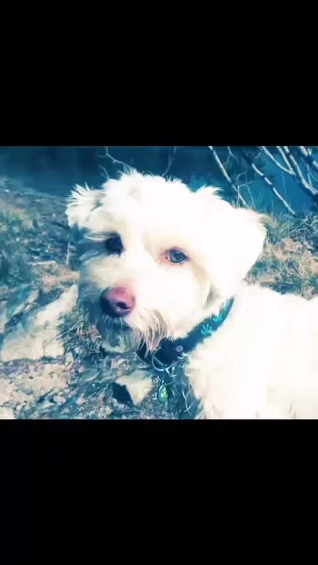 Die Geschichte hinter dem Halstuch 🐶✨
Mit unserem Hundehalstuch wollten wir ein weiteres Produkt schaffen, das an meinen Seppile erinnert.
Damals wollte ich ein Halstuch für ihn kaufen, aber die gängigen Modelle gefielen mir nicht, da sie ständig verrutschten. 🚫🧶
Gemeinsam mit meiner Tante habe ich daher unser besonderes Tunnelzug-Design entwickelt, das perfekt sitzt und nicht verrutscht. 🎯🔄
Dieses Design haben wir später dann für unsere einzigartigen Se Chic Taschl übernommen und patentieren lassen! 🧷🏷️
Im Winter kam dann die Idee, ein reflektierendes Band aufzunähen, damit man Seppile im Dunkeln besser sehen konnte. 🌙✨
So wurde aus einer liebevollen Erinnerung ein nachhaltiges Herzensprodukt – für alle Hunde, die genauso besonders sind wie er. 🐕💖
Jetzt entdecken und deinem Vierbeiner etwas Gutes tun! 👉 Link in Bio
#Hundehalstuch #Nachhaltigkeit #Tunnelzug #Reflektierend #Hundeliebe #MadeWithLove