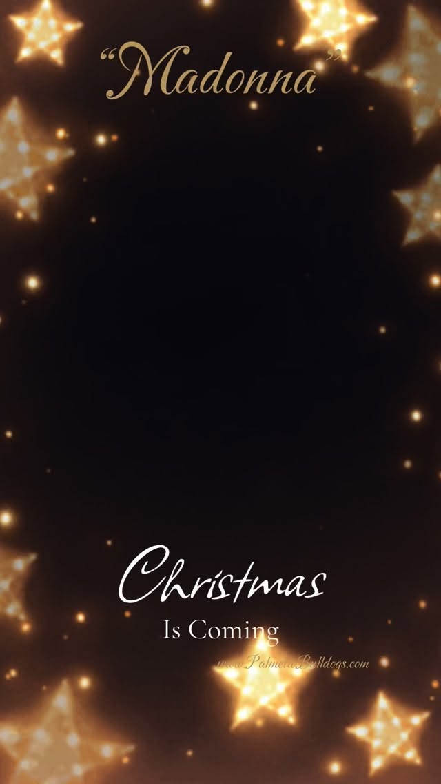 “Madonna” rather enjoyed the attention and pampering at the veterinarian office today even the poking didn’t seem to phase her! #palmettobulldogs #fyp #ssah
#bulldogs #vet #englishbulldog #love #instagood #instagram #puppylove #christmas