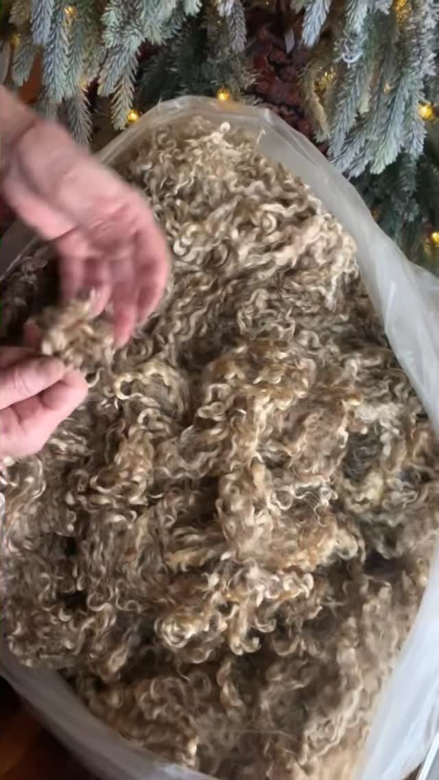 Our 20% OFF Raw Fleece Sale ends tomorrow‼️
Here’s Nan sharing some of our gorgeous Wensleydale wool fleeces🐑 Perfect for spinning, locks, or fiber arts & crafts🧶
From first to last:
Wensleydale #992 - 7lbs
“Sophie” #816 - 6lbs
“Black Pearl” #889 - 8.5lbs
And there’s more where those came from!✨ Order yours now while supplies last:
🔗www.wildrosefarmwhidbey.com
#rawfleece #wool #fiberart #fiberartist #wensleydalesheep #fibercrafts #spinning #spinningwool #locks #woollocks #handspunyarn #sheepfarm #fiberfarm