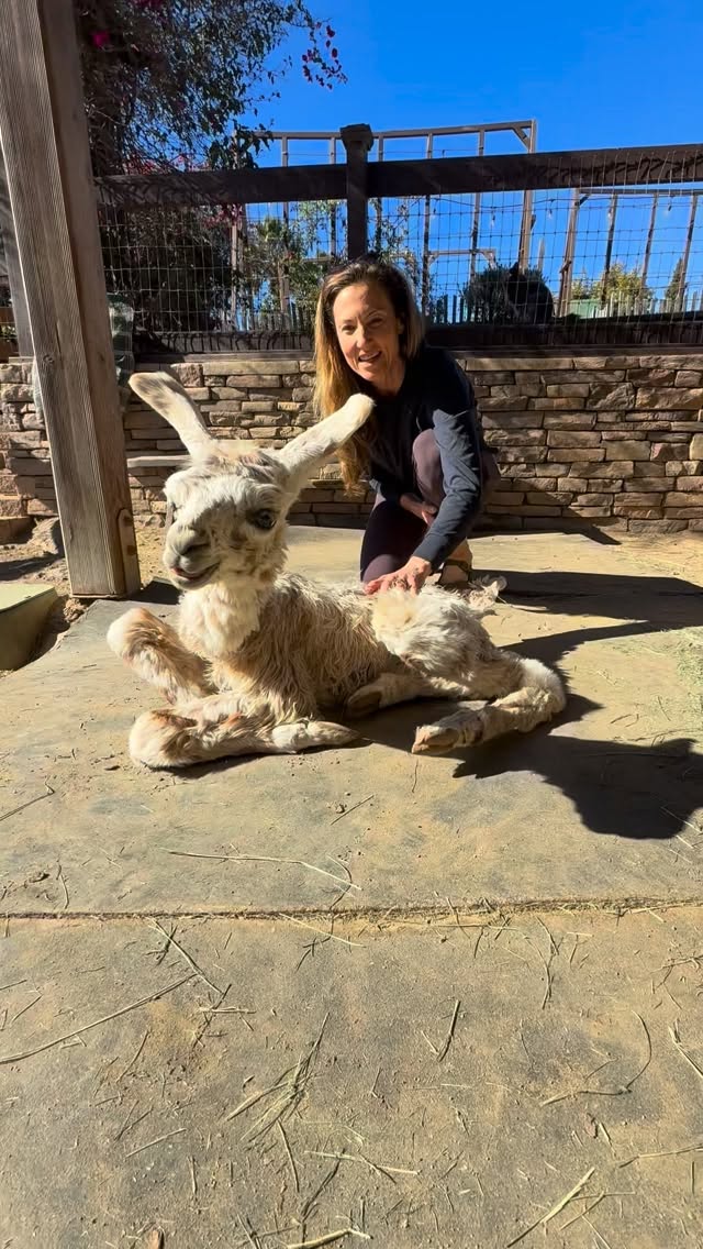 What should we name this precious baby boy? Leave your ideas in the comments. His name should sounds sweet, elegant, and adorable when a child says it. It should also be easy to learn since we get to say it over and over to new visitors as we share him with the world.❤️❤️
.
.
#babyllama #cria #familyfarm #animalsheal #encinitaslife #llama #llamasofinstagram #llamallama #llamalove