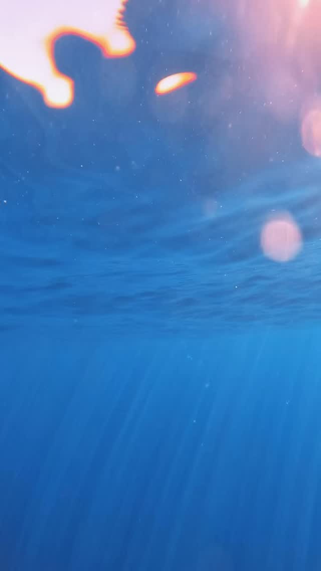 Hoy el océano no descansó.
Las bolas de carnada aparecieron una tras otra, moviéndose a toda velocidad mientras los delfines comunes las empujaban con precisión, los lobos marinos se lanzaban al ataque y el marlín cruzaba como un destello azul entre la espuma.
Una coreografía salvaje, real y sin guion.
Así se vive Bahía Magdalena cuando la vida marina decide acelerar el pulso del mar.
Temporada en pleno movimiento… y nosotros ahí, viviéndolo desde el agua.
Si buscas adrenalina, naturaleza y emoción auténtica — aquí sucede.
Murillos Bros Adventours
🌊🐬🦭🐟
📩 Correo: murillosbros@gmail.com
🌐 Página: www.murillosbrosadven-tours.com
#ViralReels
#ReelsMexico
#ReelsTravel
#OceanReels
#WildlifeReels
#MagBay
#BolasDeCarnada
#SardineRunMexico
#Delfines
#LobosMarinos
#MarlinRayado
#VidaMarina
#NatureVibes
#AventuraEnElMar
#BucketListMexico
#VisitBajaSur
#TravelBaja
#SnorkelMexico
#ExploraBaja
#MurillosBrosAdventours