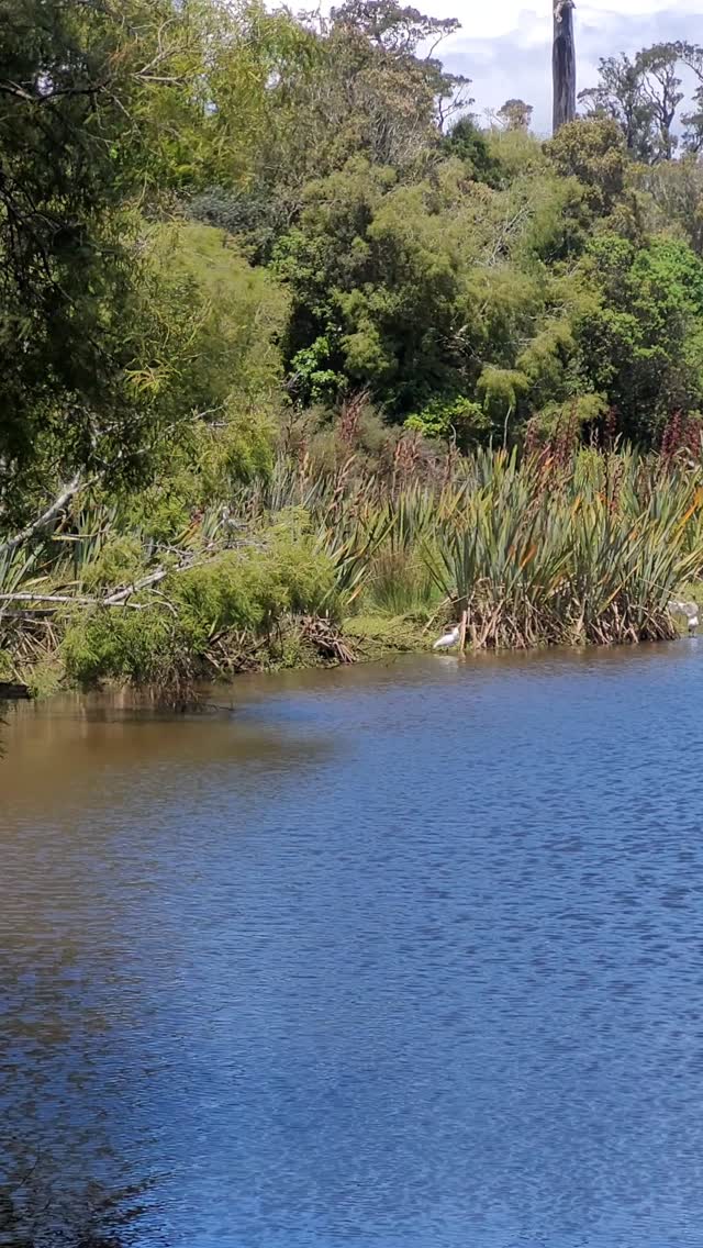 Kōtuku ngutupapa hanging out below their treetop nests, on our walk to NZ's only White Heron nesting site 🥰
#royalspoonbills #kōtukungutupapa #whiteherontours #whiteheroncolony #waitangirotonaturereserve #whataroanz