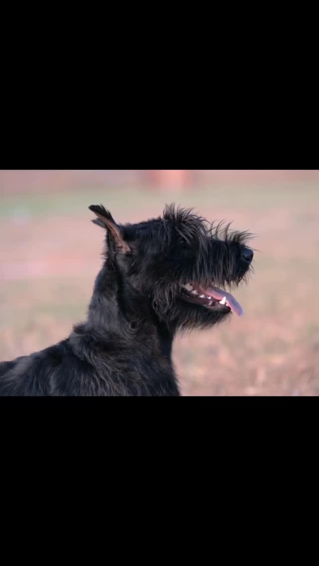 For all of my clients who heard me say French Ring here is finally a small beginner visual! I practice the discipline and control that I ask of you for your four legged friends! Now you don’t have to step on a trial field with your pups but believe me when I say that I’ve done the work over and over and over again and I will always be honest with you on what that work will look like!
#dogtrainersofsanantonio #frenchring