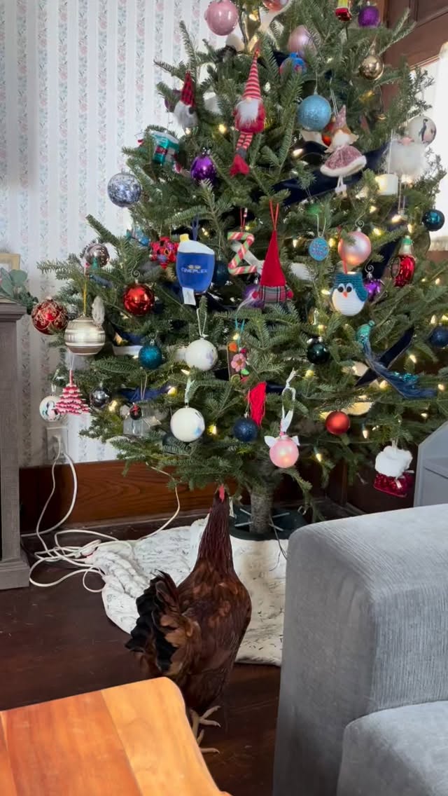 Tough noticed the tree! #chickenchristmas #thistlehousefarm #carefarm