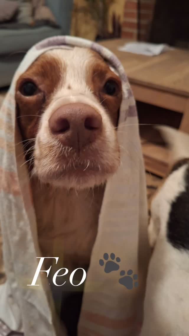 ๐๐ฒ๐ผ ๐๐ผ๐ฒ๐ธ๐ ๐ฒ๐ฒ๐ป ๐๐ต๐๐ถ๐ ๐งก
Deze prachtige ๐๐ฟ๐ฒ๐๐ผ๐ป ๐๐ฝ๐ฎ๐ด๐ป๐ฒ๐๐น begrijpt niet waarom niemand hem zietโฆ
Feo liep verlaten en eenzaam op straat. Hij had de hoop al opgegeven, tot wij hem vonden. Hij wist niet wat een goed leven was: nog nooit had hij op een zacht hondenbed gelegen. In het begin lag hij zelfs liever op de harde stenen vloer, omdat hij niet beter kende. Zijn hele houding ademde verdriet en depressie.
Maar kijk hem nuโฆ
Feo is helemaal opgebloeid. Hij geniet van warme zachte bedjes, aandacht, knuffelen, spelen en wandelingen. Hij kan ๐บ๐ฒ๐ ๐ฎ๐น๐น๐ฒ ๐ต๐ผ๐ป๐ฑ๐ฒ๐ป overweg en is ๐น๐ถ๐ฒ๐ณ ๐๐ผ๐ผ๐ฟ ๐ธ๐ฎ๐๐ท๐ฒ๐. Een echte ๐ธ๐ป๐๐ณ๐ณ๐ฒ๐น๐ธ๐ผ๐ป๐ en een huishondje uit duizenden.
Waarom ziet niemand hem?
๐๐ฒ๐ผ ๐๐ฒ๐ฟ๐ฑ๐ถ๐ฒ๐ป๐ ๐๐ผฬ ๐ฒ๐ฒ๐ป ๐๐ฎ๐ฟ๐บ, ๐น๐ถ๐ฒ๐ณ๐ฑ๐ฒ๐๐ผ๐น ๐๐ต๐๐ถ๐. ๐งก๐พ
๐ฉ ๐๐ป๐๐ฒ๐ฟ๐ฒ๐๐๐ฒ ๐ถ๐ป ๐๐ฒ๐ผ?
Stuur gerust een mailtje naar ๐ถ๐ป๐ณ๐ผ@๐บ๐ฎ๐ป๐ผ๐๐ฎ๐บ๐ถ๐ด๐ฎ๐.๐ป๐น
of een WhatsApp-berichtje naar +๐ฏ๐ฐ ๐ฒ๐ฎ๐ญ ๐ฎ๐ฑ๐ฌ ๐ฌ๐ฒ๐ฌ.
#baasjegezocht
#dontshopadopt
#bretonepagneul
#bretonspaniel
#rescuedog