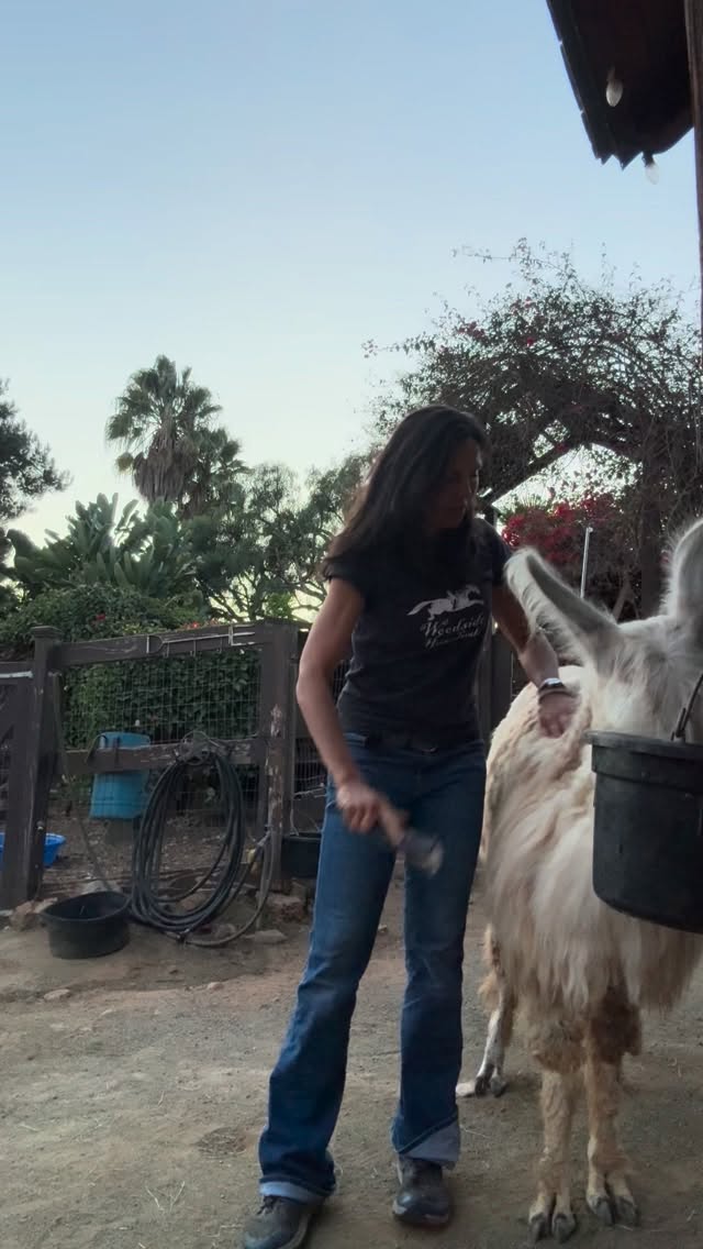 Waiting, watching, and praying for our very pregnant Fancy and her upcoming delivery. We are so excited about our first Llama birth at Sugar Sweet Farm. I’m trying to do lots of checks on her condition so I don’t miss it. When will the baby come?
.
.
#pregnantllama #mamallama #animalsheal #familyfarm #encinitaslife #farmanimals #localfarm #farmsweetfarm #llama #llamalove #llamadrama #llamaste #noprobllama #llamasofinstagram