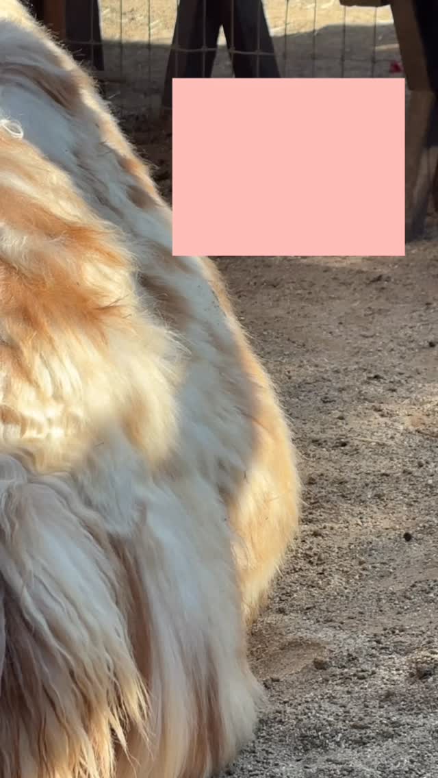 Christmas Cria on the way! Our beautiful Fancy, the Mama Llama, is due any day now. We are standing watch in prayer cherishing the special time with her.
.
#babymovinginbelly #babyllama #babyontheway #cria #llamasofinstagram #llama #llamamama
#animalsheal #encinitaslife #hobbyfarm #llamadrama #familyfarm #llamaste #noprobllama