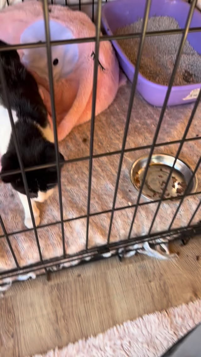 Pico, ons dappere kittentje met het gebroken bekken, mocht weer in de pootjes van zijn broertje vallen. Wat hebben die twee elkaar gemist… Zodra ze elkaar zagen, kropen ze tegen elkaar aan en lieten niet meer los ♥️
Pico heeft eigenlijk “benchrust” nodig, maar het is inmiddels veranderd in “tentrust” Zijn broertje is zelf ook nog flink ziek van de niesziekte, en juist daarom is het zo mooi dat ze samen in de tent kunnen slapen. Twee kwetsbare zieltjes die elkaar warm houden, precies zoals broertjes dat doen ♥️
Welkom klein pantertje… jullie waren niet compleet zonder elkaar.