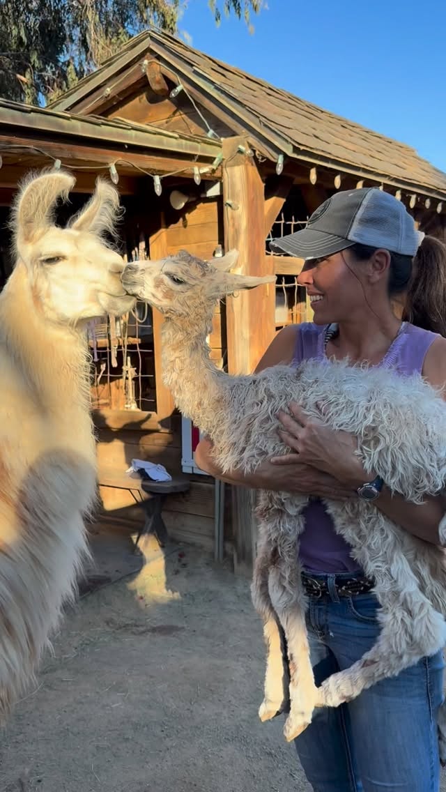 G R A T E F U L! Christmas has come early to Sugar Sweet Farm with the most precious gift from above. Fancy loves him dearly and is a beautiful mother. We are all smitten. Thank you for all of your prayers for his safe and awesome birth.🙏
.
.
#newbornllama #babyllama #animalsheal #encinitaslife #olivenhain #llamamama #llamasofinstagram #llama #llamadrama