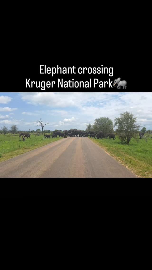 One of the most special sightings to me is when a big breeding herd of elephants cross the road. Wonderful to witness these majestic animals working in a family group.
#loveelephants #kedibonesafarifamily #krugernationalpark #nature #wildlife #elephantherd #gamedrives #safari #wedotourism #big5