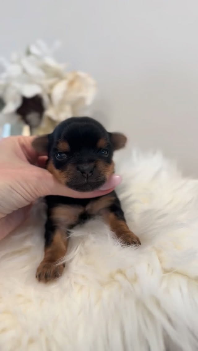 Noelle at 2 weeks 🩷
•
#yorkie #yorkiepuppies #yorkieofinstagram #dogs #doglove #puppylove #puppyofinstagram #puppylife #babydollfaceyorkie #cute #adorable #instadog #lovemydog #pets #canadapuppies #yorkiebaby #bff