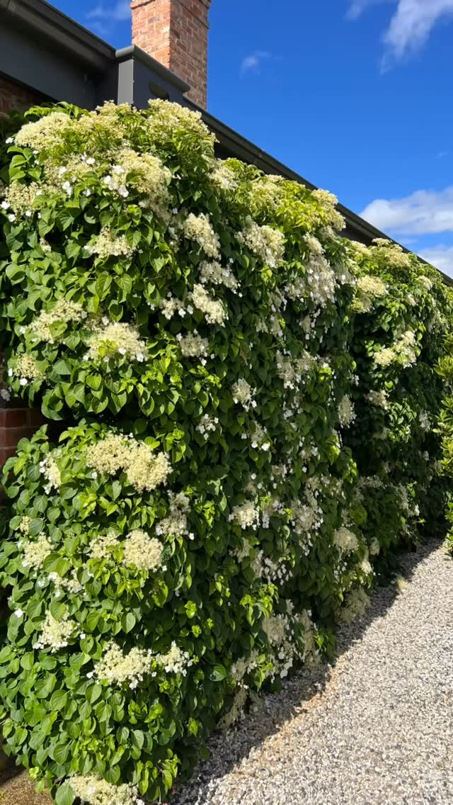 The Hydrangea Petiolaris looking it’s very best!