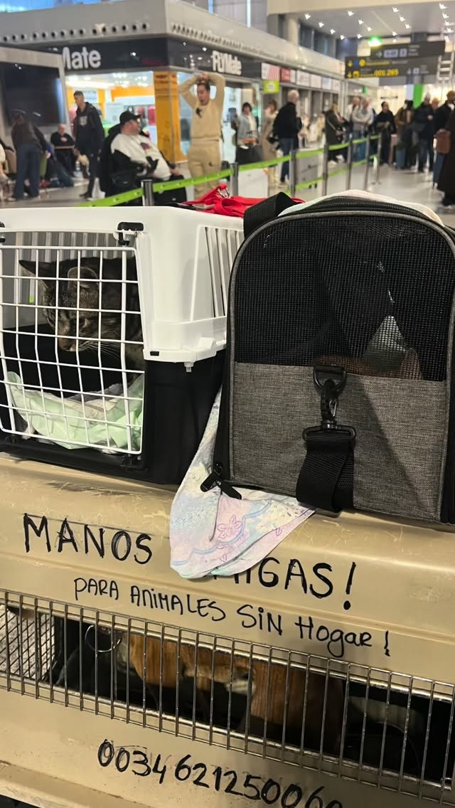 Daar gingen we gisterenโฆ
Cipito en Dito samen naar huis, en Lina naar haar lieve adoptanten en haar nieuwe zusje Lotus (nu Yara).
Het was een dag met een dubbel gevoel. Je bent blij dat ze een fantastisch thuis hebben gevonden โ want dรกรกr doe je het uiteindelijk voor โ maar het afscheidโฆ dat went nooit. Je verzorgt ze in hun meest kwetsbare periode, je probeert niet te veel te hechten, maar dat mislukt natuurlijk รกltijd al binnen vijf minuten nadat ze je leven binnenstappen. ๐
Je blijft sterk omdat je ze veilig naar hun nieuwe thuis wilt brengen en alles tijdens de reis goed geregeld wilt hebben. Maar dan komt het echte loslaten.
Eerst het afscheid van Lina en haar opvangmama. Het kleine hondje klampt zich letterlijk aan haar vast, want zij is haar hele wereld en weet niet beter dan dat dit voor altijd zo zou blijven. Het breekt elke keer weer mijn hart om te zien. Opvangen is misschien wel het meest onzelfzuchtige wat je kunt doen: je vangt ze op, letterlijk en figuurlijk, je houdt van ze met heel je hartโฆ en dan laat je los, omdat je ze wilt redden โ omdat er nog zรณveel anderen wachten.
Helen, bedankt voor alles! โฅ๏ธ
Deze keer vloog ik zelf, dus mocht ik met mijn โkindjesโ mee naar Nederland.
En dan, als alles goed is gegaan, gaat daar de schuifdeur openโฆ en zie je de blije gezichten van de adoptanten die niet kunnen wachten om hun nieuwe schatten te verwelkomen. Op dat moment voel je opnieuw de vreugde: het รญs goed zo.
Het blijft moeilijk, maar het is ook zo mooi. Zonder jou liepen ze nu nog op straat โ en nu hebben ze een familie die van hen houdt.
Ik ga nu een paar dagen naar mijn eigen familie.
En daarna weer terug naar huis, naar mijn grote harige familie, naar alle volgende dieren die mij nodig hebben.
Lieve schattenโฆ geniet, leef, vergeet ons, vergeet Spanje en laat je heerlijk verwennen! โค๏ธ