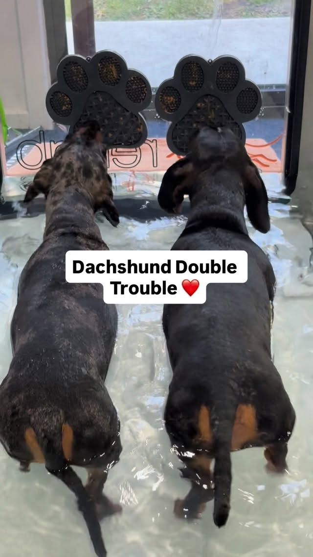Dobby and Moose, brothers walking in unison 😊
#caninehydrotherapy #petrehab #rehab4pets_au #animalrehab #dogrehab #hydrotherapy #animalosteopathy #kilsyth #montrose #croydon